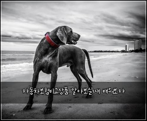 자동차보험비교상품 알아보실때 배워보자