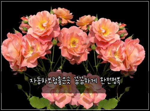 자동차보험좋은곳 꼼꼼하게 완전정복
