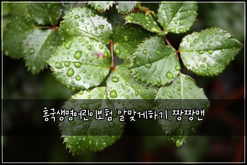 ํฅ๊ตญ์๋ช
์ด๋ฆฐ์ด๋ณดํ ์๋ง๊ฒํ๊ธฐ ์งฑ์งฑ๋งจ