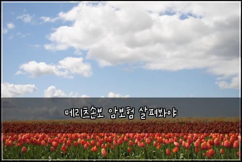 ๋ฉ๋ฆฌ์ธ ์๋ณด ์๋ณดํ ์ดํด๋ด์ผ