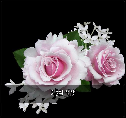 오늘의 색상