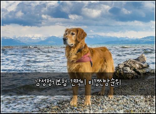 남성정기보험 견적이  비갱신암순위