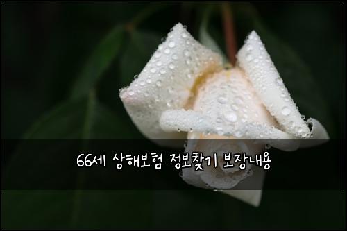66세 상해보험 정보찾기  보장내용