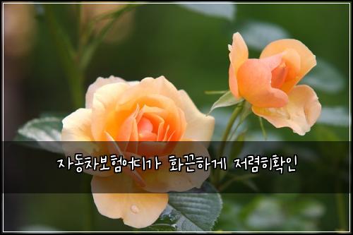 ์๋์ฐจ๋ณดํ์ด๋๊ฐ ํ๋ํ๊ฒ ์ ๋ ดํํ์ธ
