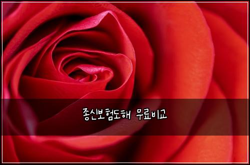 ์ข
์ ๋ณดํ๋ํด ๋ฌด๋ฃ๋น๊ต