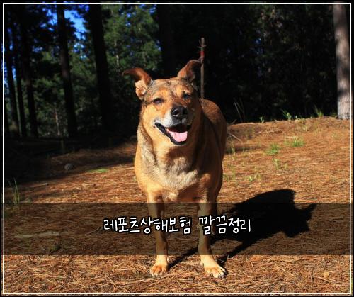 레포츠상해보험 깔끔정리 